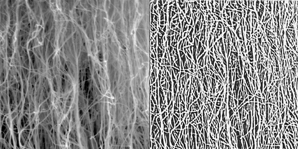 Raw SEM image of a sample CNT forest and the output from CNTSegNet model